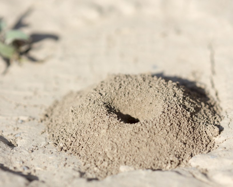 Our Understanding of the Universe is like an ant's understanding of its anthill.