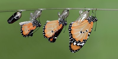 Transfigurations of Butterfly